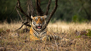 Muthanga Wildlife Sanctuary